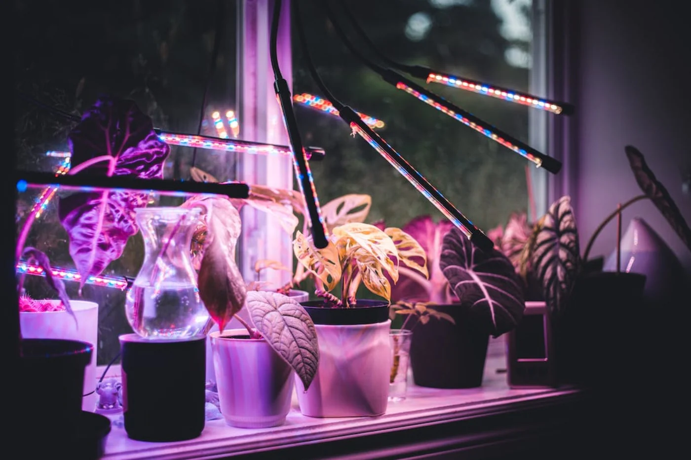 LED фітолампа