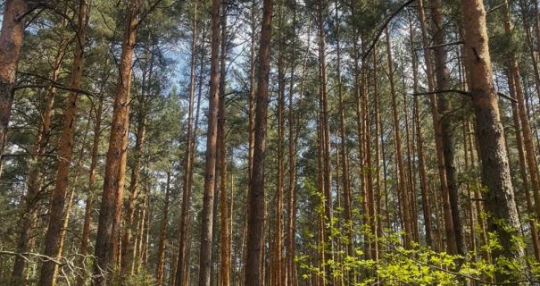 Майже 200 сосен під сокиру: на Житомирщині викрили корупційну схему в лісництві