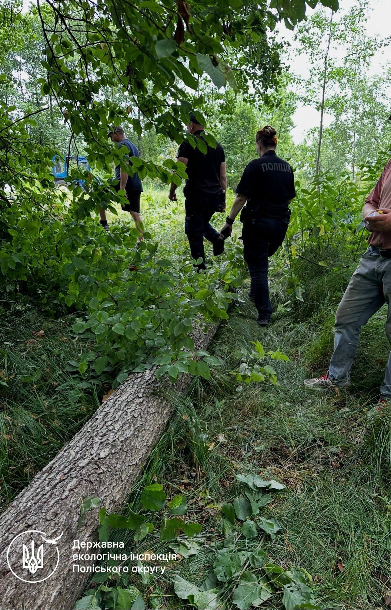 {title}На Звягельщині припинили незаконну порубку трьох вільх{/title}