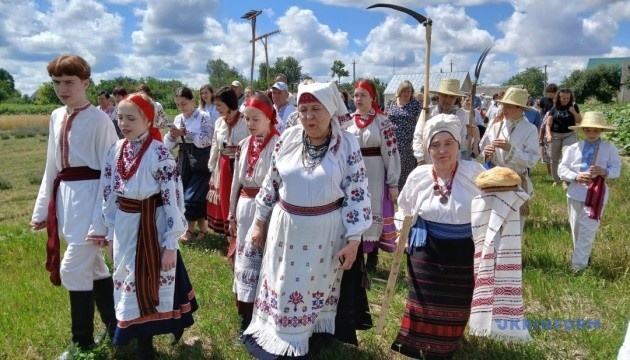 Зібрані колоски для Різдвяного Дідуха: первістки поля.