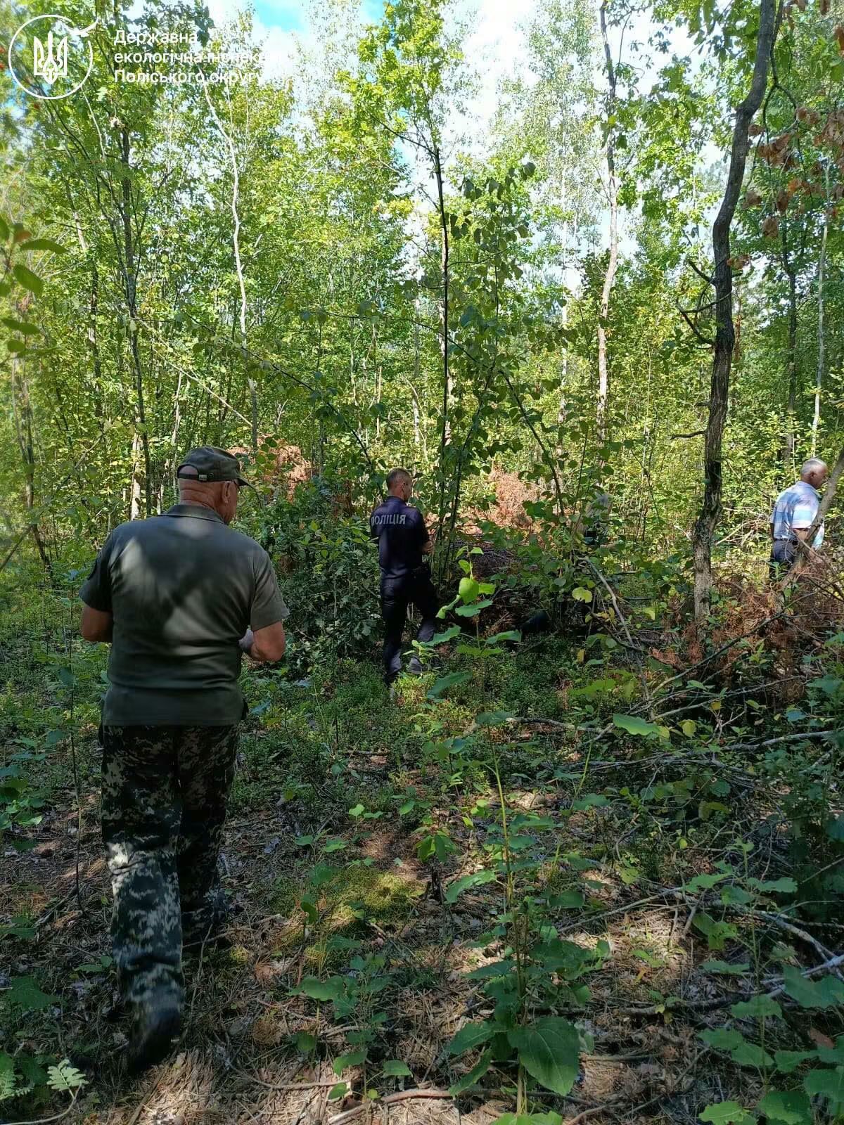 Незаконна рубка на Рівненщині: 232 дерева знищено, збитки 656 тис. грн.