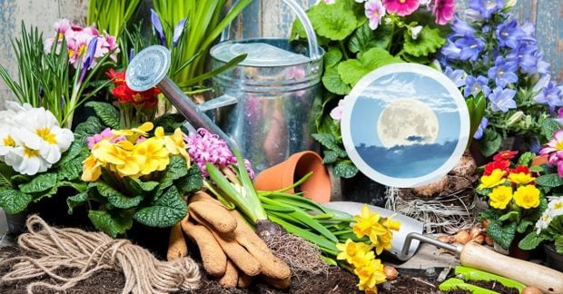Жовтневий Календар Городника: 9 Ідеальних Днів для Висадки Рослин