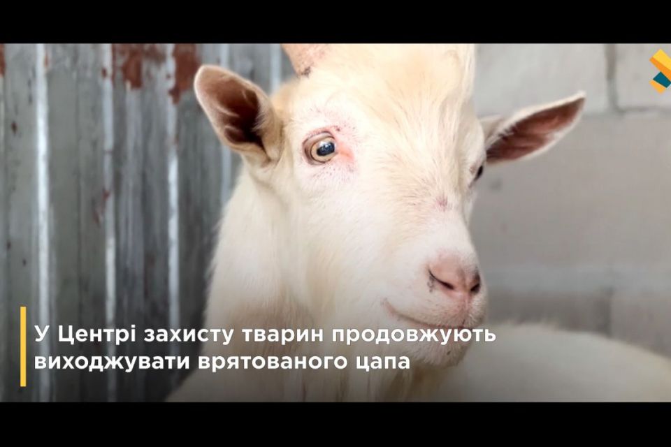 Врятований в Зарічанах козел уже одужує