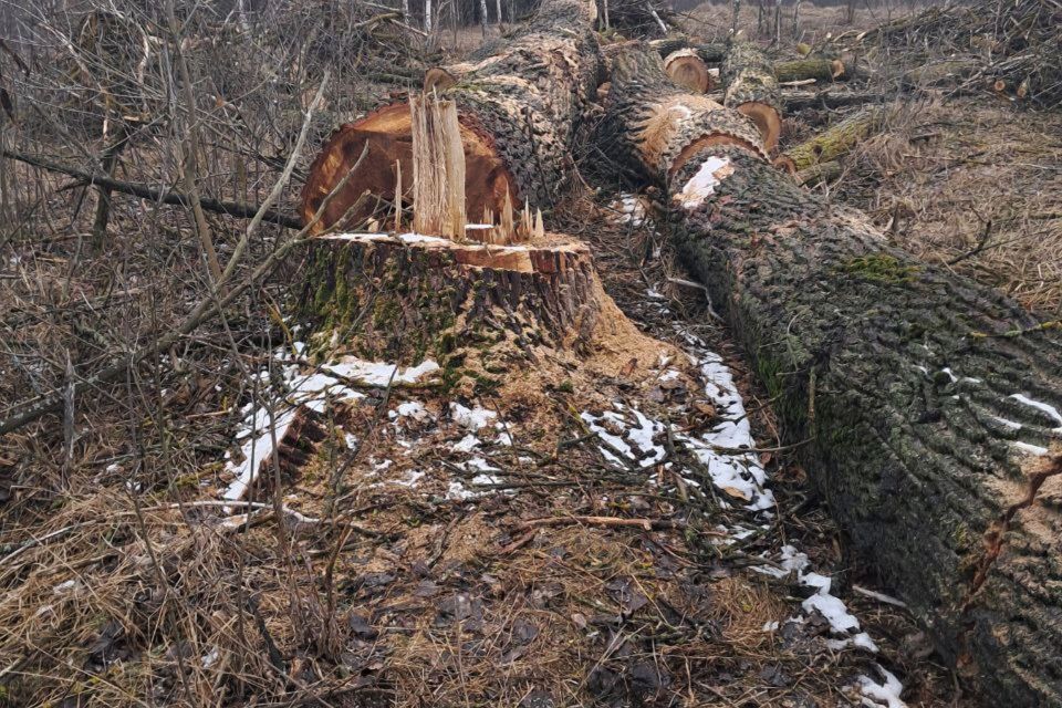 Малинська міськрада має сплатити понад півтора мільйона гривень за незаконну порубку тополь